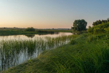 Gölde beyaz balıkçıl