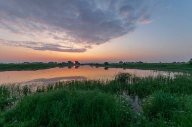 Gölde beyaz balıkçıl
