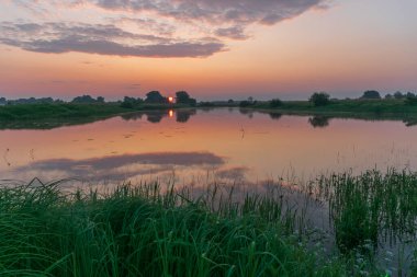 Gölde beyaz balıkçıl