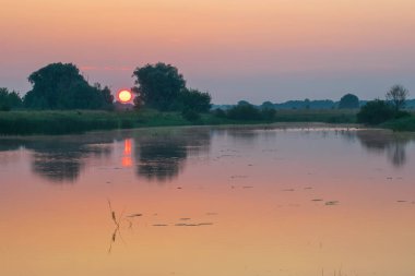 Gölde beyaz balıkçıl
