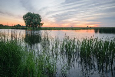 Gölde beyaz balıkçıl