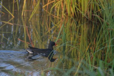Gölde beyaz balıkçıl