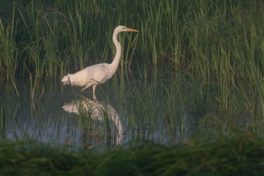 Gölde beyaz balıkçıl