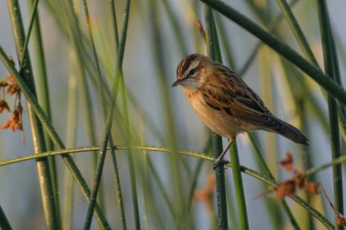 Ormandaki sevimli bir kuşun yakın plan fotoğrafı.