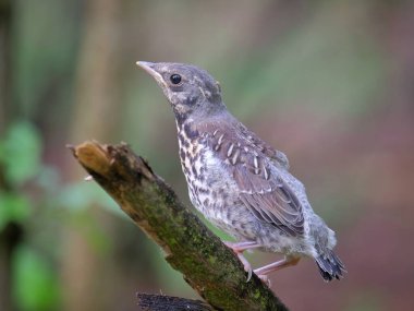 Doğadaki güzel kuşun manzarası