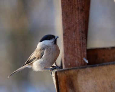 Bir ağacın dalındaki kuş.