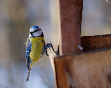 a blue tit sits on a wooden table
