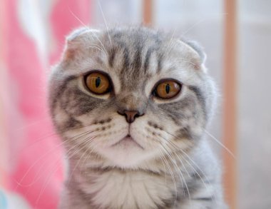 İngiliz kısaltması, kapat.