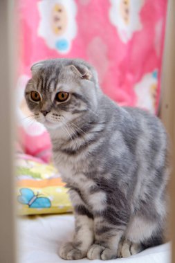 Odadaki İngiliz kısa hava kedisi