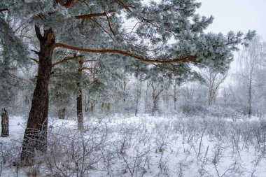 Kardan sonra çam ağacı ormanı