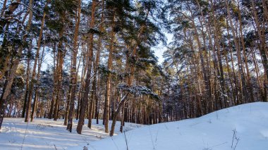 Çam ormanı kışın güneşli bir günde.