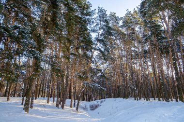 Çam ağacı olan orman