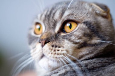 portre sevimli bir gri kedi