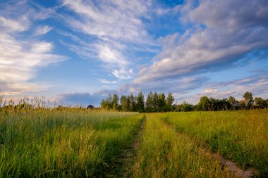 Kırsaldaki bir tarladan geçen yol.