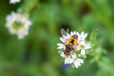 Bal arısı beyaz çiçekten polen topluyor. Bahçedeki bir çiçekte döllenmiş arı..