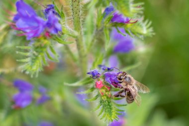 Çiçek üzerindeki bir arı
