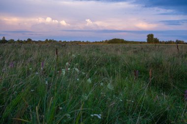Çimen ve çiçeklerle dolu güzel bir manzara.