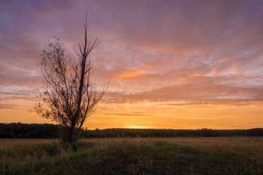 Tarlada güzel bir gün batımı