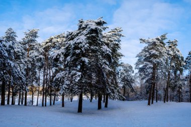 Kış parkında karla kaplı ağaçlar