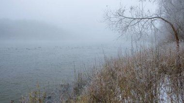 Sisin içindeki ormanda donmuş bir nehir. kış sabahı.
