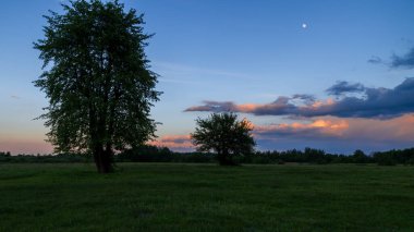 Ormanda gün batımı