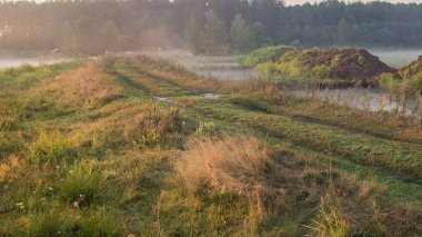 Ormandaki bir çayırda sabah sisi