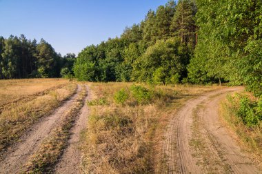 Yazın ormanda kırsal yol