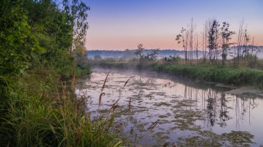 Ormanda güzel bir gün batımı