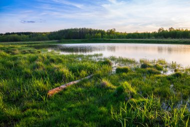 Çimlerle ve ağaçlarla dolu bir gölün üzerinde yaz gün batımı