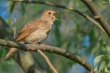 Bir kuşun yakın çekimi.