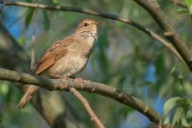 kapalı - kuş seçici odak