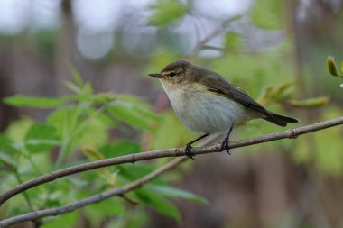 Vahşi doğada bir kuş