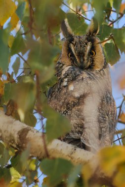 Ormandaki büyük baykuş