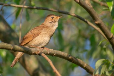 Bahçedeki bir ağacın dalında bir kuş.