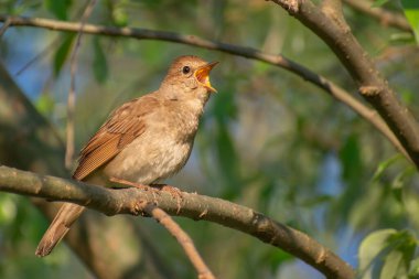 Bahçedeki güzel kuş