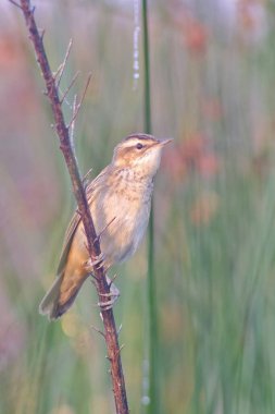 Doğadaki kuş. doğa arkaplanı