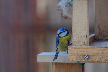 blue tit eating on a feeder