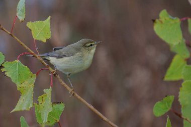 Bir dala tünemiş güzel bir kuşun yakın plan çekimi.