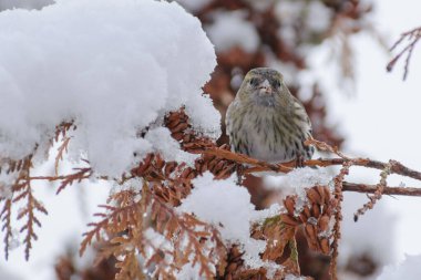 Bir kuş, karlı bir ağacın dalında oturur.