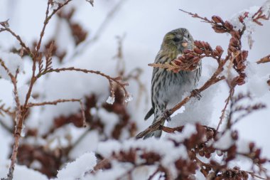Kışın kardaki serçe