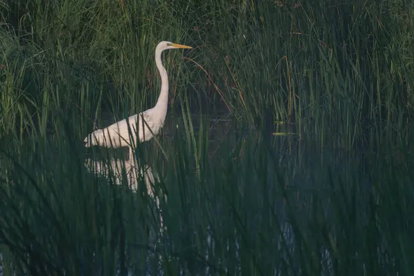 Gölde güzel beyaz bir kuğu