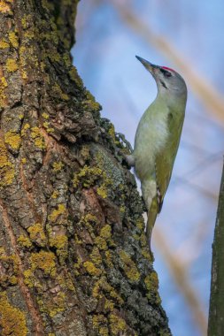 Doğadaki ağaçtaki yeşil kuş
