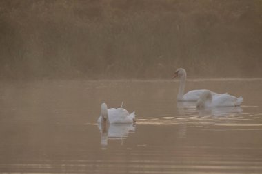 Gölde beyaz kuğular