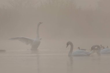 Gölette yüzen beyaz kuğu