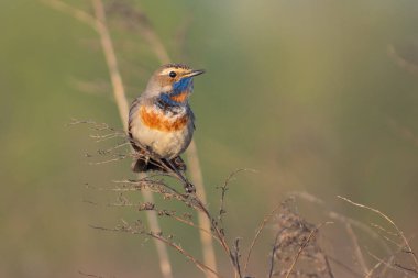a closeup of a beautiful bird