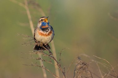 Mavi kuş, doğa kuşu
