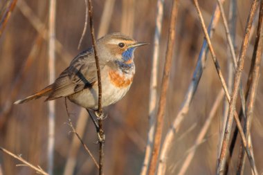 Avrasya kamış kuşu (siyanus ruscus) ormanda bir sazlığın dalında
