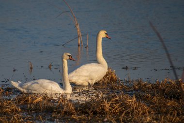 Gölde beyaz kuğular