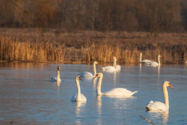 Gölde beyaz kuğular