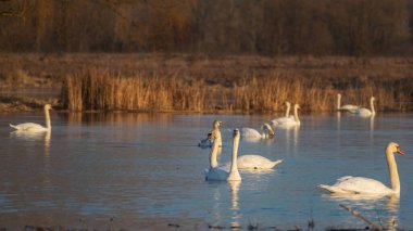 Parktaki gölde kuğular